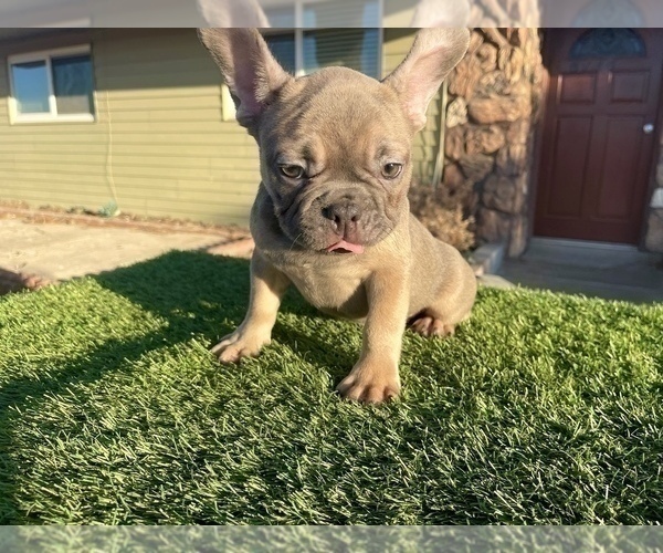 Medium Photo #3 French Bulldog Puppy For Sale in CASTRO VALLEY, CA, USA