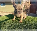 Small #2 French Bulldog