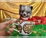 Small Photo #30 Pomeranian Puppy For Sale in HAYWARD, CA, USA