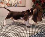 Small Photo #4 Basset Hound Puppy For Sale in SODDY DAISY, TN, USA