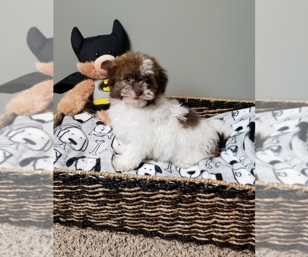 Medium Photo #1 Havanese Puppy For Sale in GREENWOOD, IN, USA