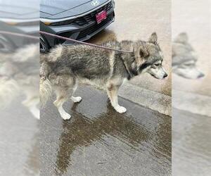 - Mix Dogs for adoption in Houston, TX, USA