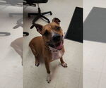 Small #16 Boxer-German Shepherd Dog Mix