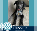 Small #21 Great Pyrenees Mix