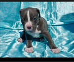 Small #6 American Bully