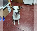 Small #13 American Pit Bull Terrier