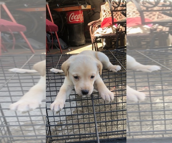 Medium Photo #1 Labrador Retriever Puppy For Sale in LA PUENTE, CA, USA