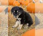 Small Photo #12 Australian Shepherd Puppy For Sale in WILLIAMS, AZ, USA