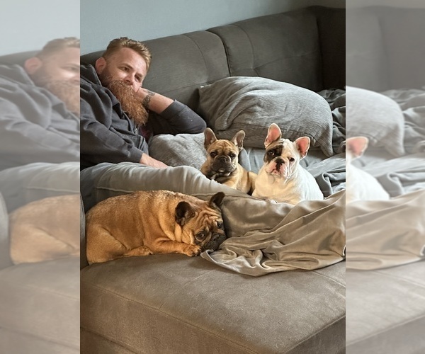 Medium Photo #5 French Bulldog Puppy For Sale in SIOUX FALLS, SD, USA