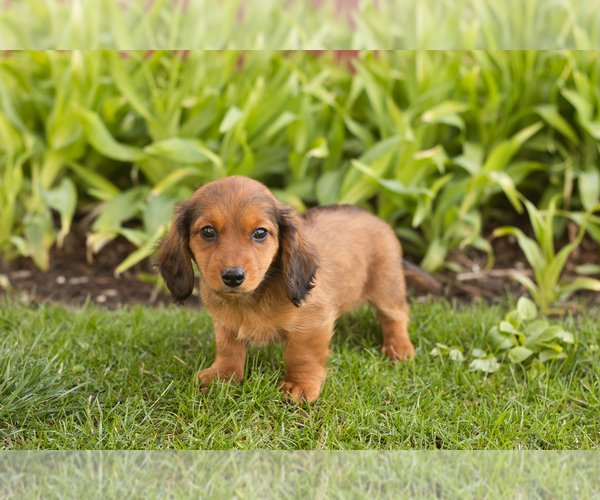Medium Photo #1 Dachshund Puppy For Sale in WAKARUSA, IN, USA