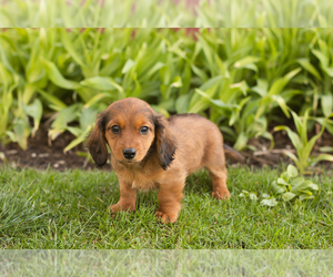 Dachshund Puppy for sale in WAKARUSA, IN, USA