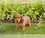 Small Dachshund