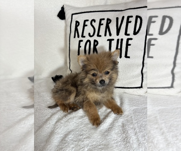 Medium Photo #2 Pomeranian Puppy For Sale in GREENFIELD, IN, USA