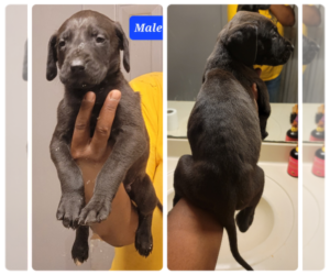 Great Dane Puppy for sale in MARIETTA, GA, USA