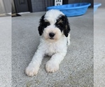 Small #4 Bernedoodle (Miniature)