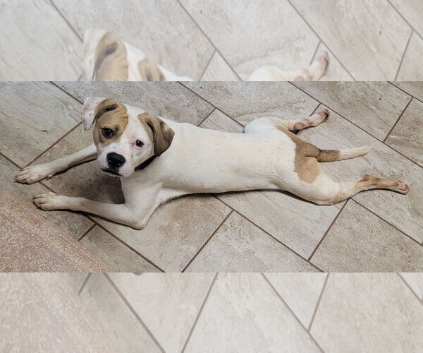 Medium Photo #3 American Staffordshire Terrier-Unknown Mix Puppy For Sale in Arlington, VA, USA