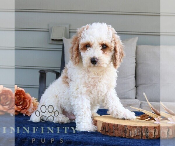 Medium Photo #1 Cavapoo (Miniature) Puppy For Sale in LEOLA, PA, USA