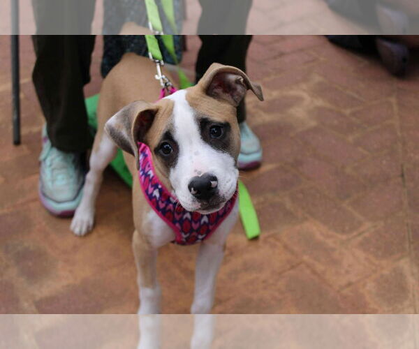 Medium Photo #3 Mutt Puppy For Sale in Holly Springs, NC, USA