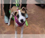 Small #2 Mutt