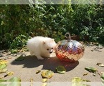 Small Photo #14 Pomeranian Puppy For Sale in CITRUS HEIGHTS, CA, USA
