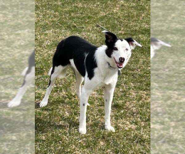 Medium Photo #1 Border Collie Puppy For Sale in Highland, IL, USA
