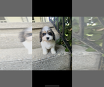 Small #2 Cockapoo