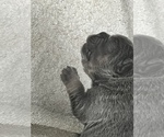 Small Photo #47 French Bulldog Puppy For Sale in TRENTON, TX, USA