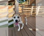 Small #1 Mutt