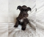 Small #4 Schnauzer (Miniature)