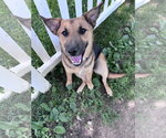 Small #9 German Shepherd Dog Mix