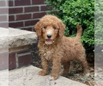 Small Photo #4 Poodle (Standard) Puppy For Sale in WOLCOTT, IN, USA