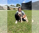 Small #2 Goldendoodle
