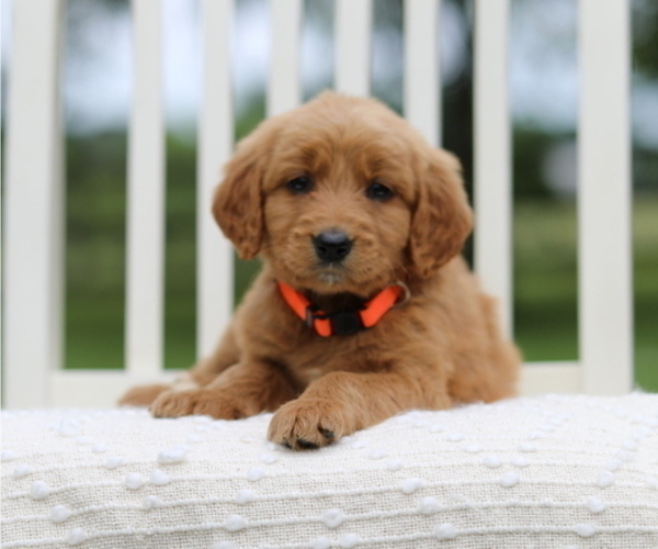 Medium Photo #2 Goldendoodle Puppy For Sale in FREDONIA, KY, USA
