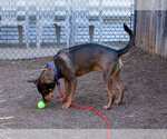 Small #2 Rottweiler Mix