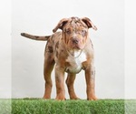 Image preview for Ad Listing. Nickname: Tyson