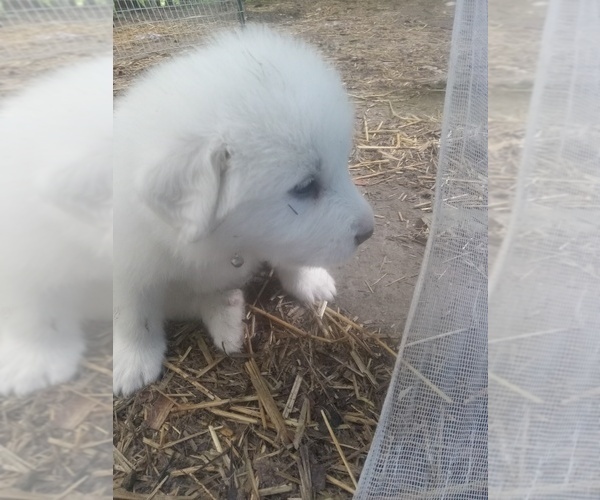 Medium Photo #6 Great Pyrenees Puppy For Sale in MORGANTOWN, WV, USA