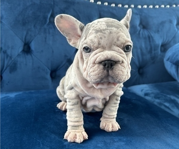 Medium Photo #9 French Bulldog Puppy For Sale in TULSA, OK, USA