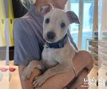 Small #3 Chihuahua Mix