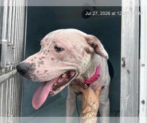 American Pit Bull Terrier-Unknown Mix Dogs for adoption in Ocala, FL, USA