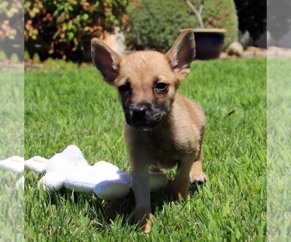 Medium Photo #4 Chihuahua-Unknown Mix Puppy For Sale in San Diego, CA, USA