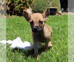 Small #3 Chihuahua Mix