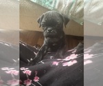 Small Photo #2 Frenchie Pug Puppy For Sale in BRIDGEPORT, CT, USA