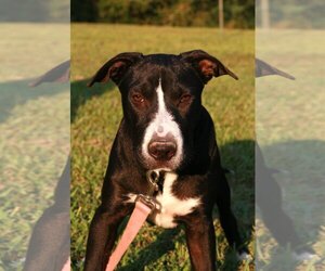 Bull Terrier-Labrador Retriever Mix Dogs for adoption in Attalka, AL, USA