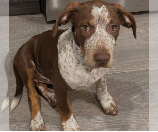 Medium Photo #6 Pointer-Unknown Mix Puppy For Sale in Tarrytown, GA, USA