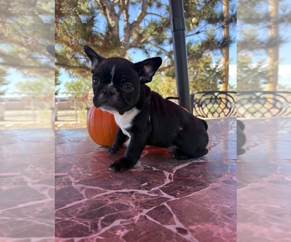 Medium Photo #16 French Bulldog Puppy For Sale in YUCCA VALLEY, CA, USA