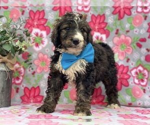 Bernedoodle Puppy for sale in LANCASTER, PA, USA