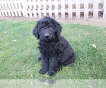 Small Photo #6 Labradoodle Puppy For Sale in MADERA, CA, USA