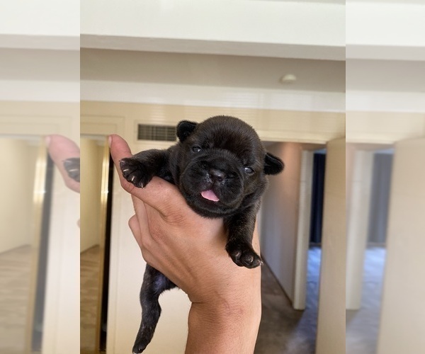 Medium Photo #5 French Bulldog Puppy For Sale in LOS ANGELES, CA, USA
