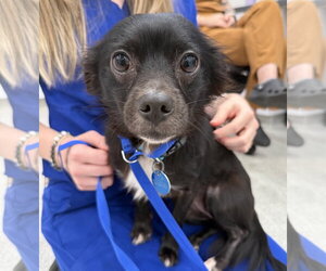 Chihuahua Dogs for adoption in Norfolk, VA, USA