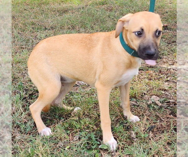 Medium Photo #2 Mutt Puppy For Sale in Wetumpka, AL, USA